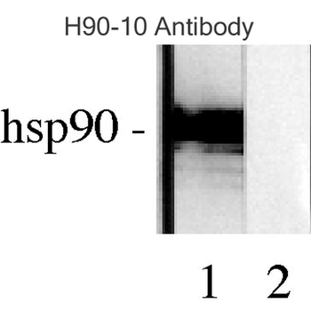 HSP90 Antibody (FITC)抗体，orb146
