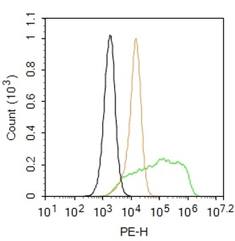 Phospho-RPS6KB1 (Ser427) Rabbi