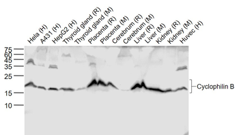 Cyclophilin B Recombinant Rabb