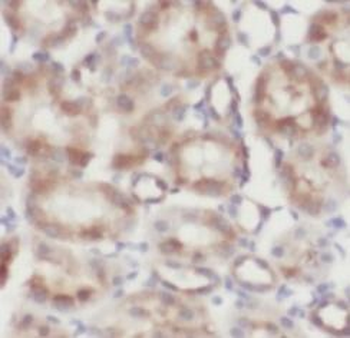 FOLR1 Antibody抗体，orb395052，bio