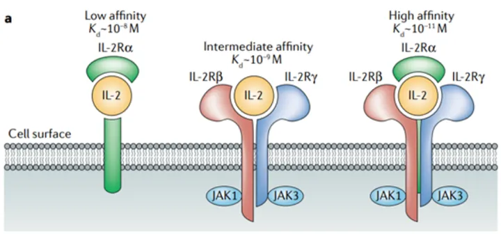 IL-2：调控免疫稳态的“双面因子”