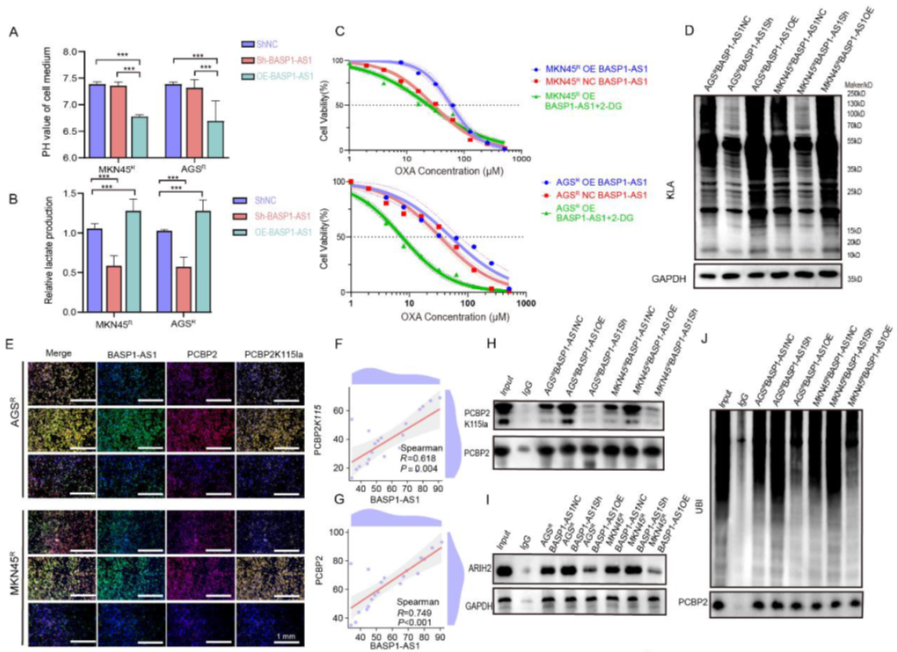 AtaGenix定制乳酰化抗体助力解析BASP1-AS1–PCBP2通路，揭示胃癌奥沙利铂耐药新机制