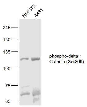 Phospho-delta 1 Catenin (Ser26