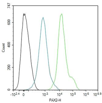 PAX2 Rabbit Polyclonal Antibod