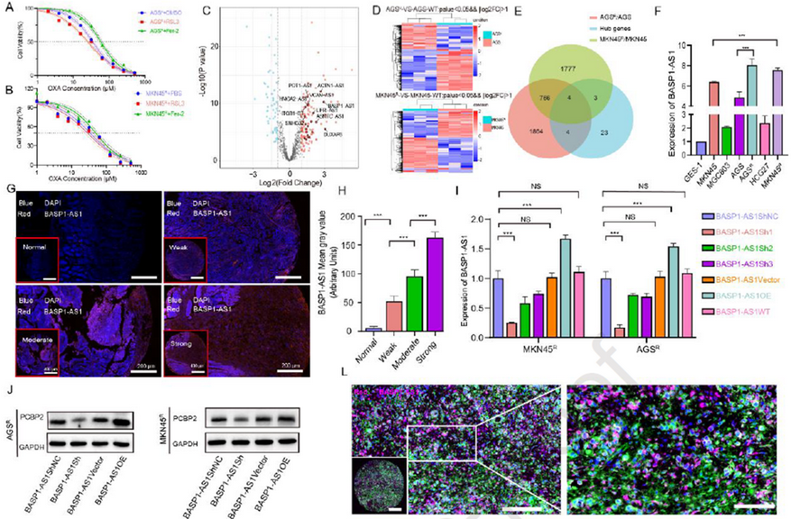 AtaGenix定制乳酰化抗体助力解析BASP1-AS1–PCBP2通路，揭示胃癌奥沙利铂耐药新机制