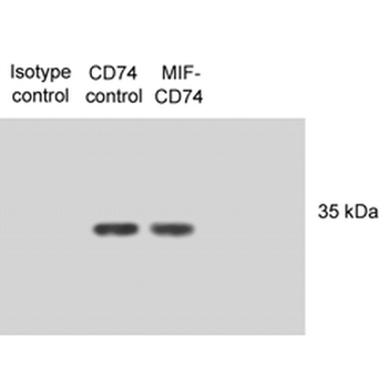CD74 Antibody (FITC)抗体，orb1469