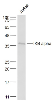 IKB alpha Mouse Monoclonal Ant