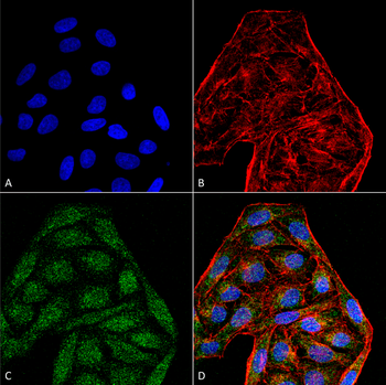 CD74 Antibody (Biotin)抗体，orb39