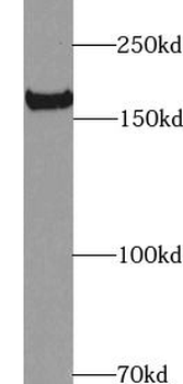 NES Antibody抗体,orb629245,biorb
