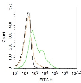 Ly6a Rabbit Polyclonal Antibod