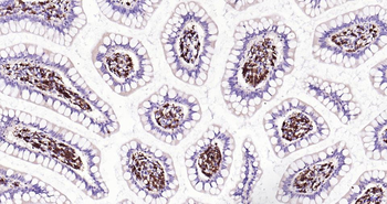 AIF1 Recombinant Rabbit Monocl