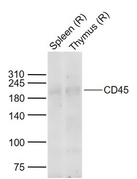 CD45 Rabbit Polyclonal Antibod