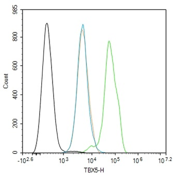 TBX5 Rabbit Polyclonal Antibod