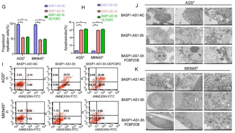 AtaGenix定制乳酰化抗体助力解析BASP1-AS1–PCBP2通路，揭示胃癌奥沙利铂耐药新机制