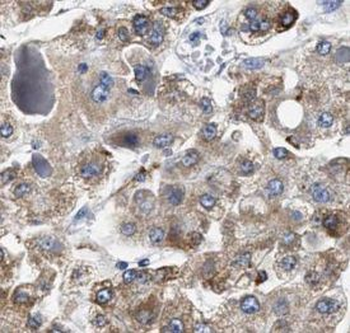 HSF2 Antibody抗体,orb633092,bior