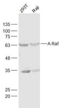 A Raf Rabbit Polyclonal Antibo