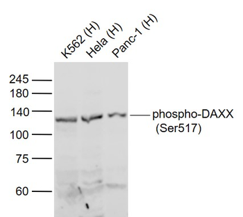Phospho-DAXX (Ser517) Rabbit P