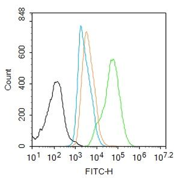 RUNX2 Rabbit Polyclonal Antibo
