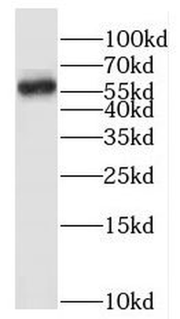 HEMGN Antibody抗体，orb627659，bio