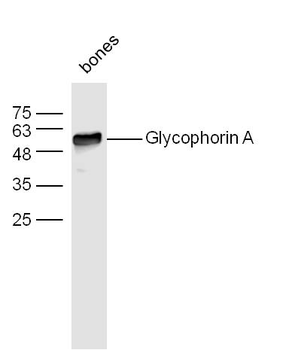 Glycophorin A Rabbit Polyclona