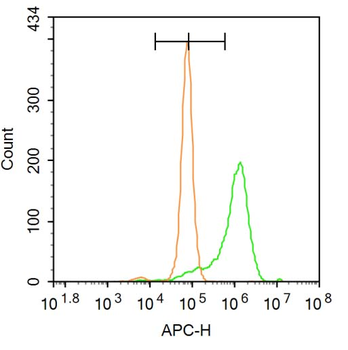 BMAL1 Rabbit Polyclonal Antibo