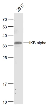 IKB alpha Mouse Monoclonal Ant