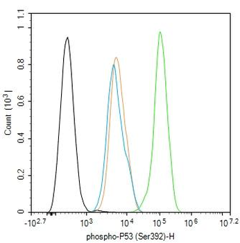 Phospho-P53 (Ser392) Rabbit Po