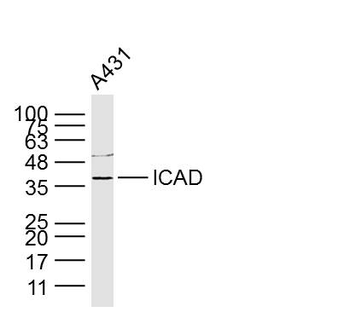 DFFA Rabbit Polyclonal Antibod