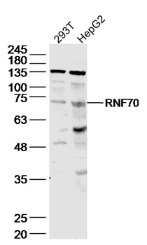 RNF70 Rabbit Polyclonal Antibo