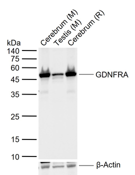 GDNFRA Rabbit Polyclonal Antib
