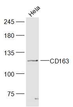 CD163 Rabbit Polyclonal Antibo