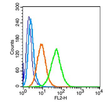 CD97 Rabbit Polyclonal Antibod