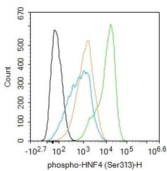 Phospho-HNF4 (Ser313) Rabbit P