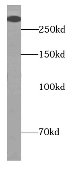 ITPR1 Antibody抗体，orb395213，bio