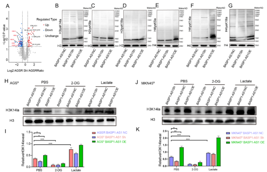 AtaGenix定制乳酰化抗体助力解析BASP1-AS1–PCBP2通路，揭示胃癌奥沙利铂耐药新机制