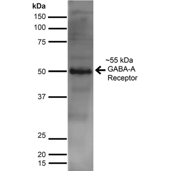 GABA A Receptor Antibody (FITC