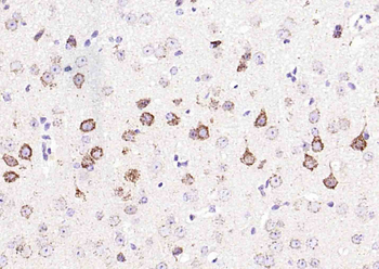 GDNFRA Rabbit Polyclonal Antib