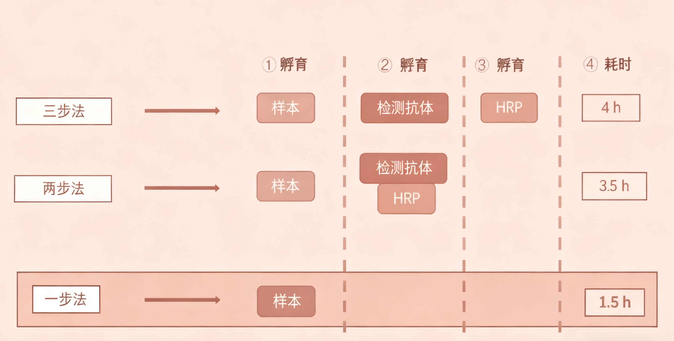 一步法ELISA试剂盒：如何革新免疫检测的工作流程？