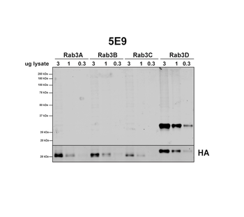 RAB3D Antibody (APC)抗体，orb7519