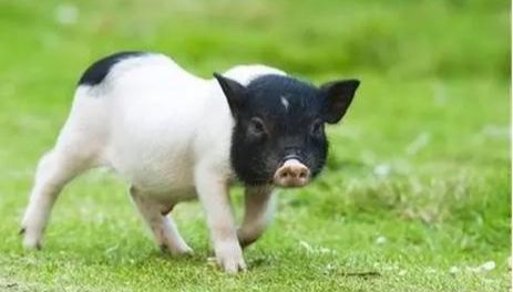 国内首家！IPHASE 巴马小型猪肠微粒体助力药物代谢研究