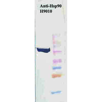 HSP90 Antibody (FITC)抗体，orb146