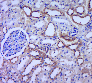 Dnmt3a Rabbit Polyclonal Antib