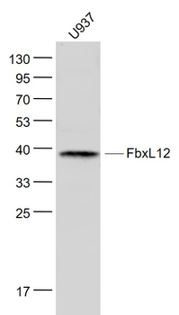 FbxL12 Rabbit Polyclonal Antib