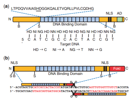 Meganucleases、TALEN、ZFN与CRISPR-Cas基因编辑技术概述 - 企业动态 - 丁香通