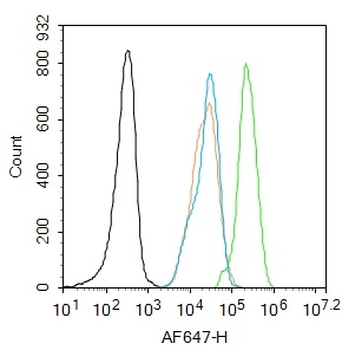 Phospho-IRS1 (Tyr1229) Rabbit 