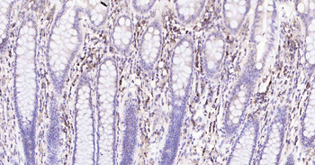 Cyclophilin B Mouse Monoclonal