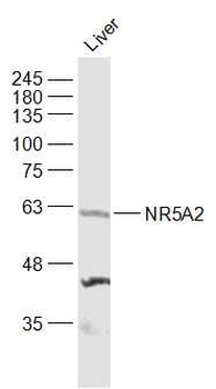 NR5A2 Rabbit Polyclonal Antibo