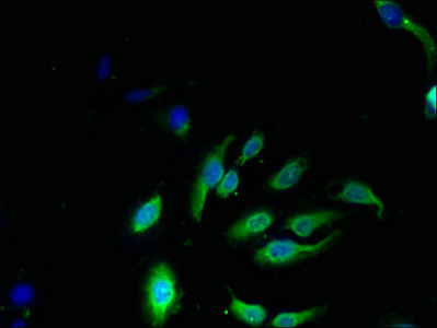 NKG7 Antibody, FITC conjugated