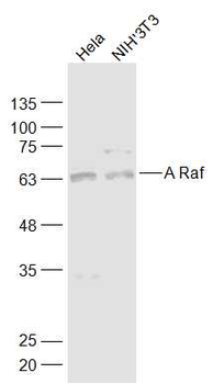 A Raf Rabbit Polyclonal Antibo