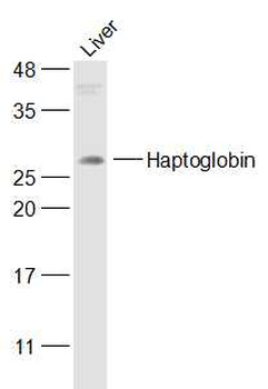 Haptoglobin Rabbit Polyclonal 